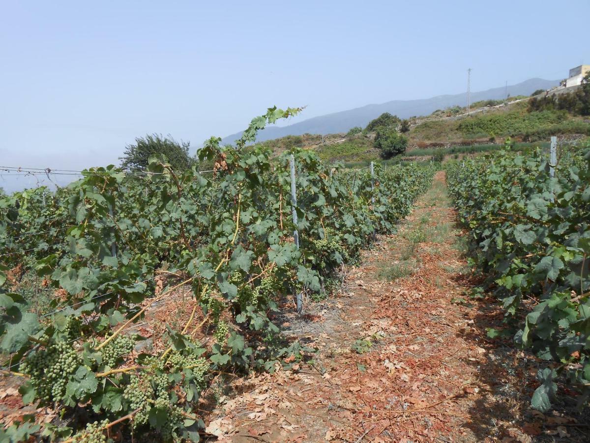 Casitas Las Uvas Y Las Vinas Los Realejos Exteriör bild