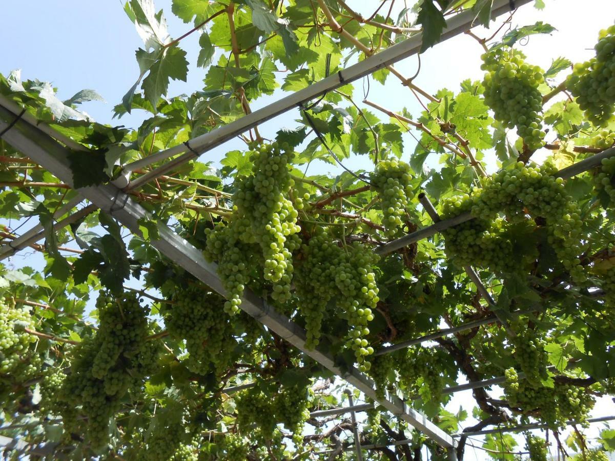 Casitas Las Uvas Y Las Vinas Los Realejos Exteriör bild