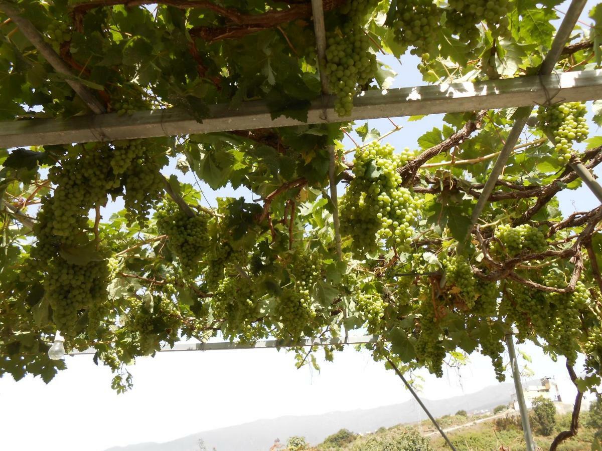 Casitas Las Uvas Y Las Vinas Los Realejos Exteriör bild